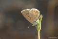 Polyommatus cornelius (Çokgözlü Küçük Turanmavisi)